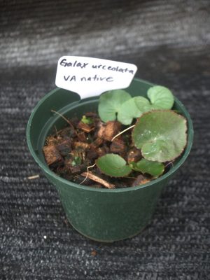 Galax urceolata