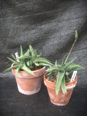 Gasteria spp. 