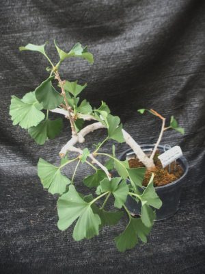Ginkgo biloba