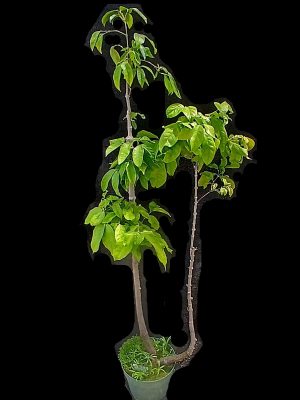 Gnetum gnemon (female specimen)
