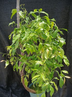 Gnetum gnemon (male specimen)