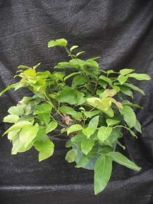 Gnetum montanum