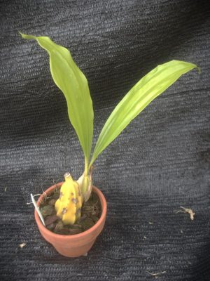 Gongora spp.