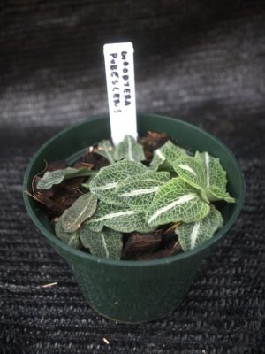 Goodyera pubescens