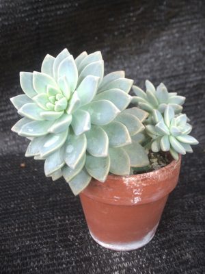 Graptoetalum paraguayense