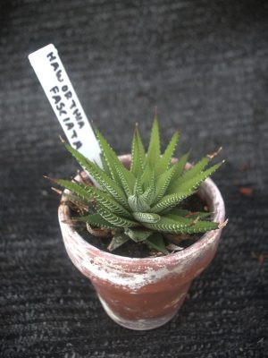 Haworthiopsis fasciata