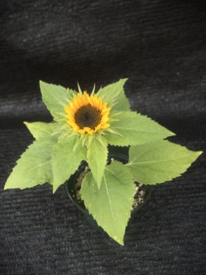 Helianthus annuus