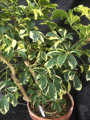 Heptapleurum arboricola 'Variegata'
