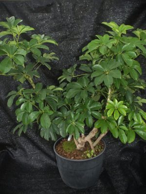 Heptapleurum arboricola