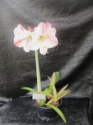 Hippeastrum	'Vittatum hybrid'