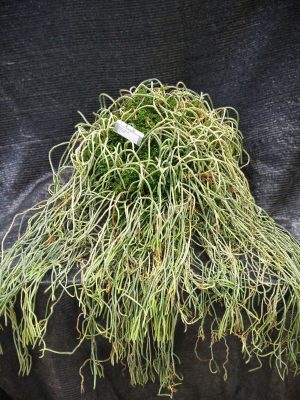 Huperzia carinata
