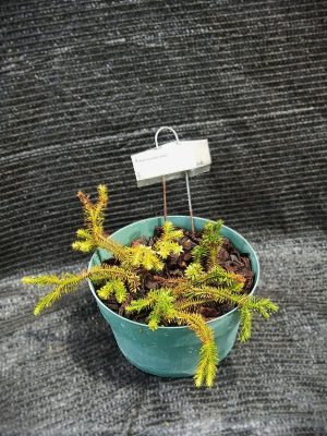 Huperzia lucidula