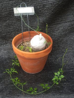 Ibervillea sonorae