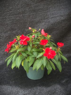 Impatiens walleriana