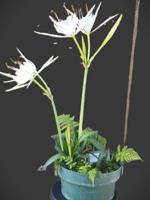 Ismene narcissiflora