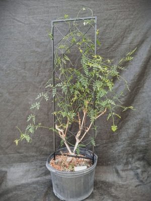 Jasminum grandiflorum