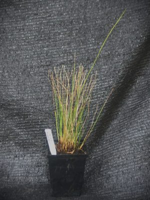 Juncus effusus