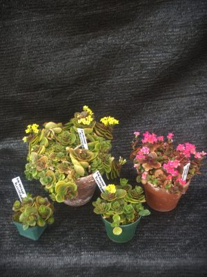 Kalanchoe blossfeldiana