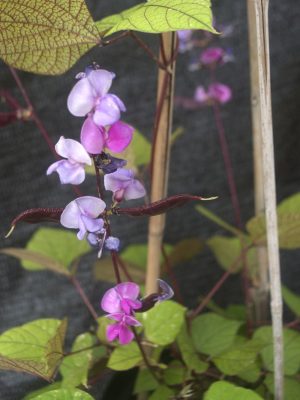 Lablab purpureus