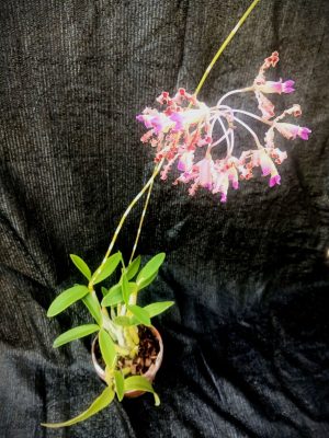 Laelia undulata