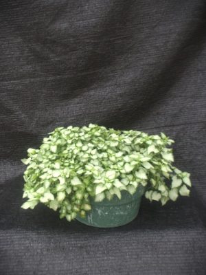 Lamium maculatum 'Beacon Silver'
