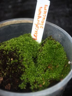 Leucobryum glaucum