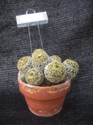 Mammillaria schiedeana