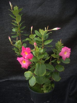 Mandevilla sanderi 'Red Riding Hood'