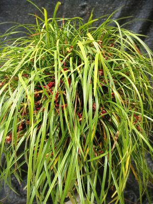 Maxillaria tenuifolia