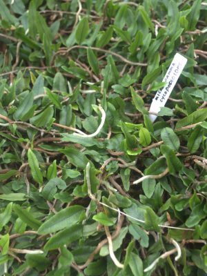 Microgramma lycopodioides