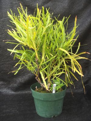 Muehlenbeckia platyclada