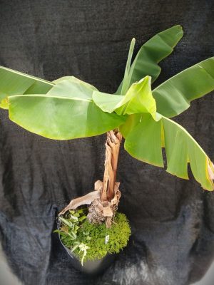 Musa acuminata 'Dwarf Cavendish'