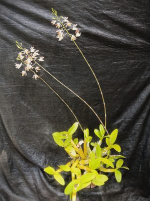 Myrmecophila tibicinis