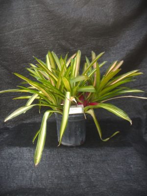 Neoregelia carolinae 'Meyendorfii'