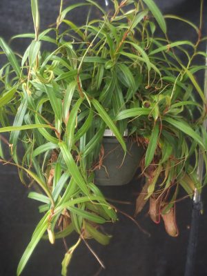 Nepenthes ventricosa x gymnamphora