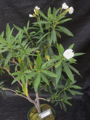 Nerium oleander