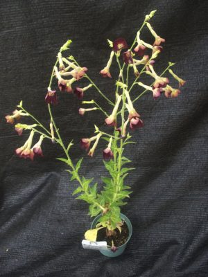 Nicotiana tabacum