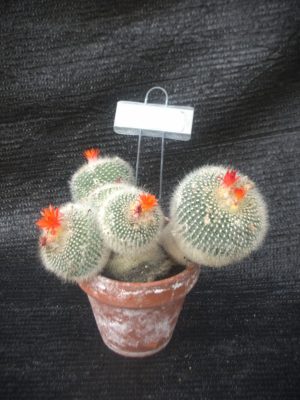 Notocactus haselbergii