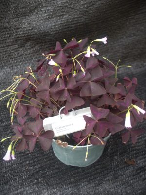 Oxalis triangularis