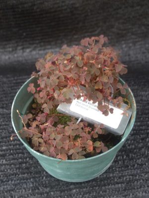 Oxalis vulcanicola