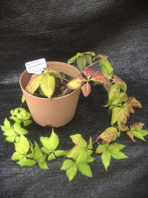 Parthenocissus quinquefolia