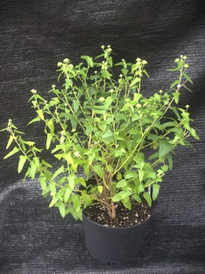 Pavonia hastata