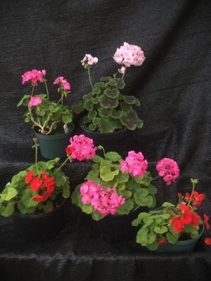 Pelargonium x hortorum