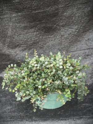 Pellaea rotundifolia