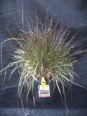 Pennisetum setaceum 'Rubrum'