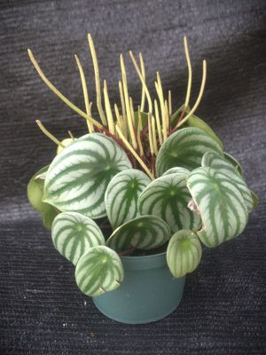 Peperomia agyraea