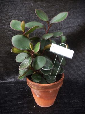 Peperomia clusiifloia