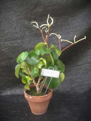 Peperomia polybotrya