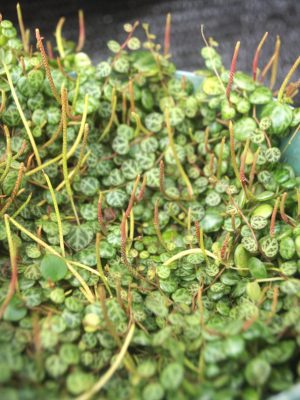 Peperomia rotundifolia 'Pilosior'