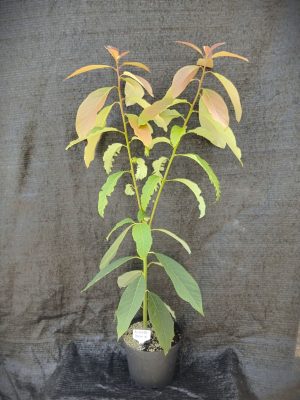 Persea americana